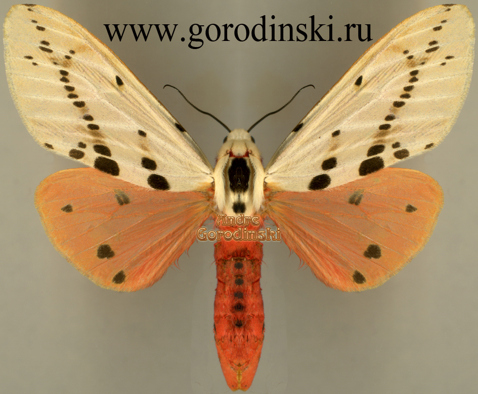 http://www.gorodinski.ru/arctiidae/Spilarctia groganae.jpg